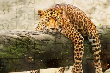 onÃ§a pintada jigsaw puzzle