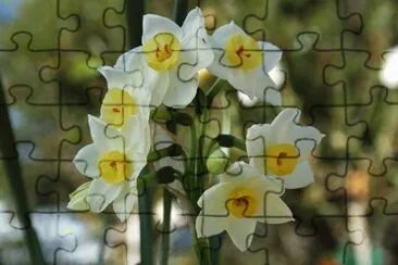 פאזל של sol del desierto