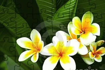 foto jigsaw puzzle