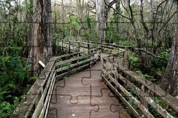 Corkscrew Swamp jigsaw puzzle