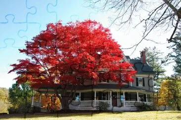 red tree