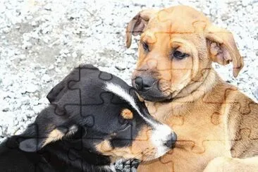 Animais jigsaw puzzle