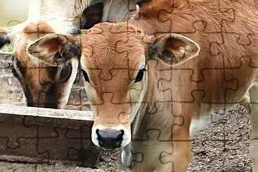 Animais jigsaw puzzle