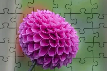 flor rosa