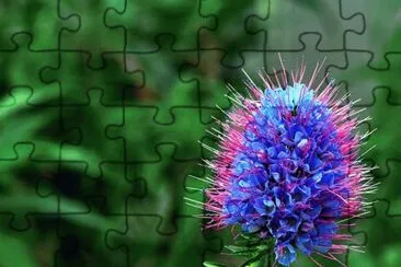 flor azul