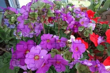FLORES