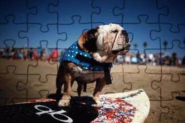 COMPETENCIA DE SURF PARA PERRITOS jigsaw puzzle