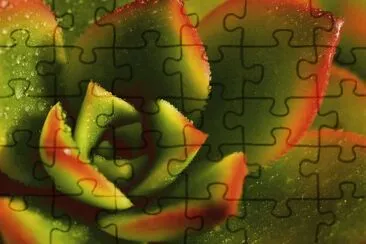 פאזל של Planta