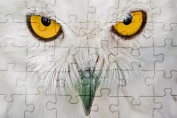 civette jigsaw puzzle
