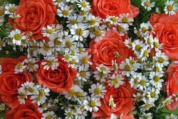 flores
