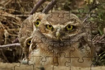 civette jigsaw puzzle