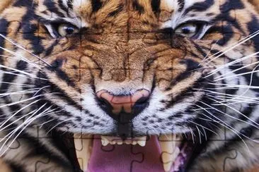  jigsaw puzzle