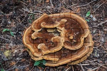 Phaeolus schweinitzii