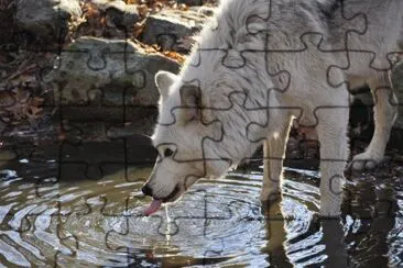 GRAN LOBO BLANCO jigsaw puzzle