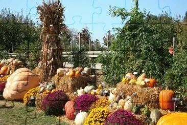 פאזל של fall pumpkins