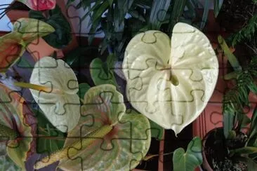 ANTURIOS BLANCOS jigsaw puzzle
