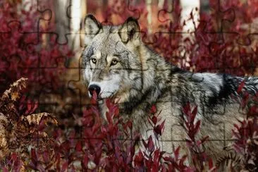 lobo en libertad jigsaw puzzle
