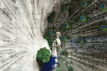 pavo real