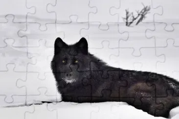 lobo negro helado jigsaw puzzle