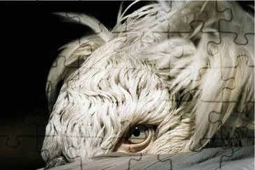 the eye