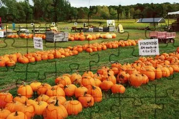 Pumpkins for sale