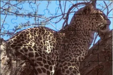 salvaje jigsaw puzzle