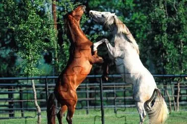 preciosos caballos