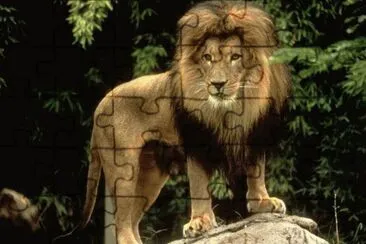 el rey