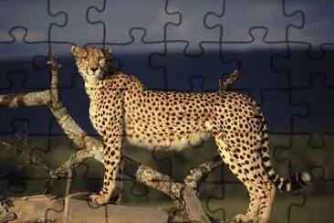 salvajismo jigsaw puzzle