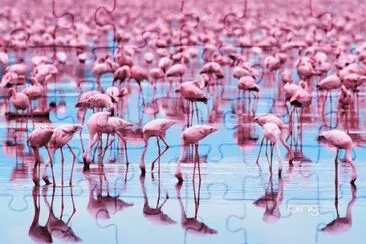 aves rosadas