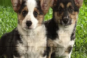 cachorros