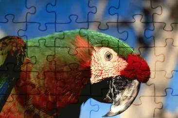 aves jigsaw puzzle
