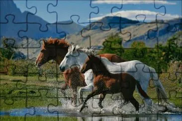 caballos