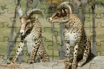 antilopes jigsaw puzzle