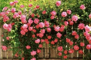 פאזל של muro e rosas