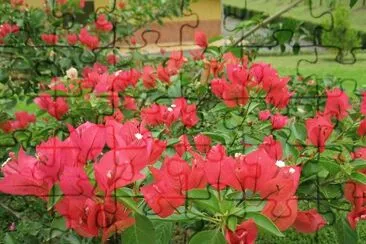 פאזל של FLORES