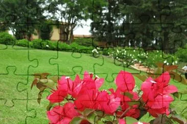 FLORES