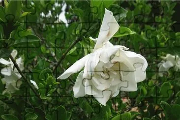 FLORES