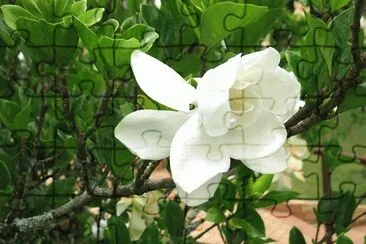 FLORES