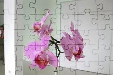FLORES