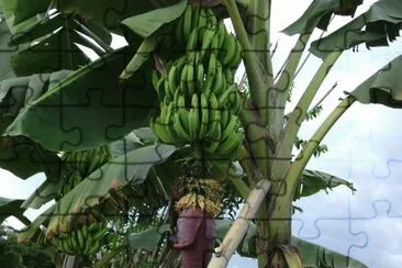 platanos