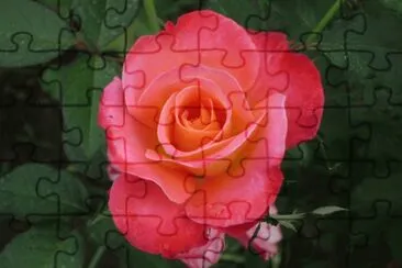 mis rosas jigsaw puzzle