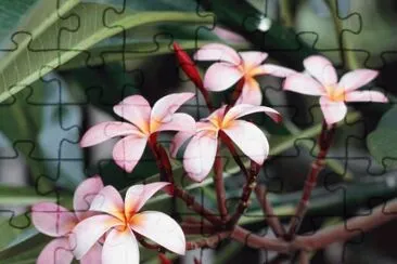 פאזל של FloresÂ¡Â¡