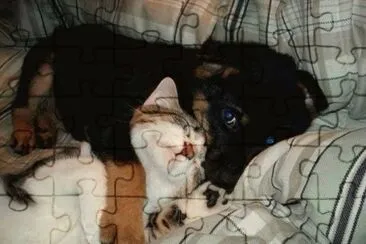 gato y perro jigsaw puzzle