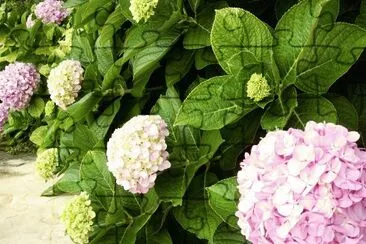 hortensias jigsaw puzzle