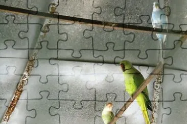 pajaricos jigsaw puzzle