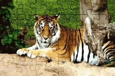 loro parque-tenerife