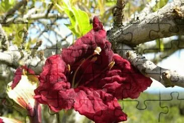 פאזל של Kigelia Africana