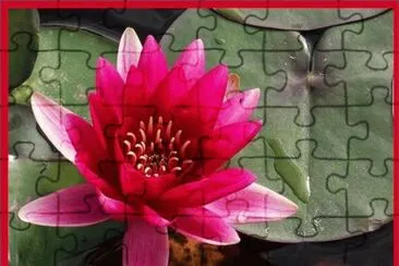 Flor de Loto
