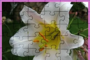 Lilium Blanco